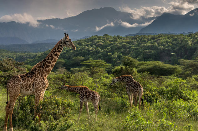 Arusha National Park- Tanzania Safaris Tours