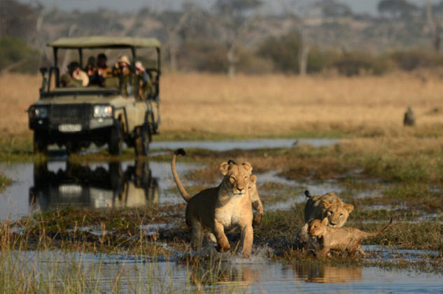 Chobe National Park: Botswana Safari