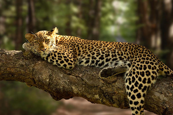 Kenya Golf and Game Drives Tours