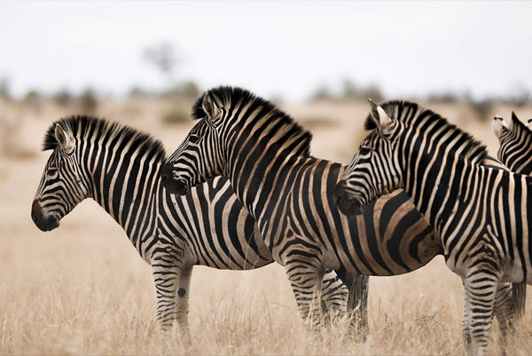 Kenya Safari Adventure Packages