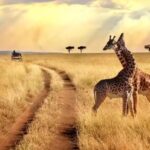 Kenya Safari Adventure Packages