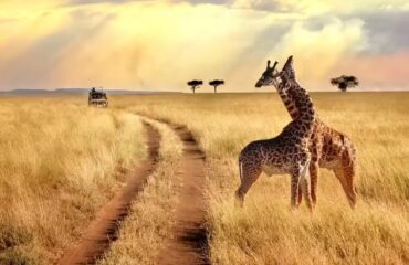 Kenya Safari Adventure Packages