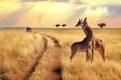Kenya Safari Adventure Packages