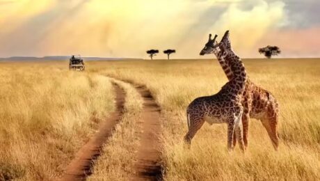Kenya Safari Adventure Packages