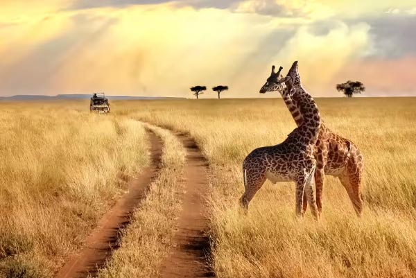 Kenya Safari Adventure Packages