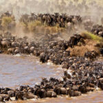 Maasai Mara Safari Wildlife