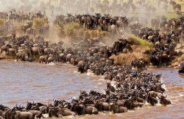 Maasai Mara Safari Wildlife