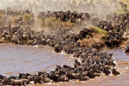 Maasai Mara Safari Wildlife