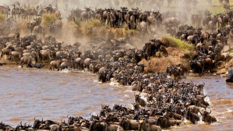 Maasai Mara Safari Wildlife