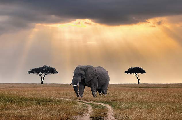 Masai Mara safari package from Delhi with wildlife game drive