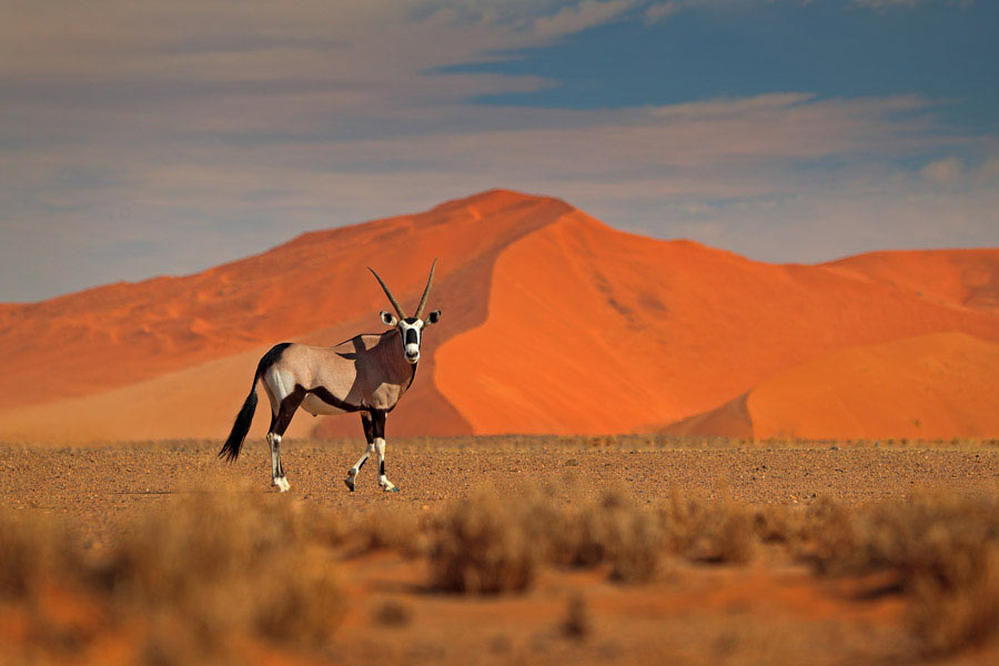 Namibia Desert Safari Tour