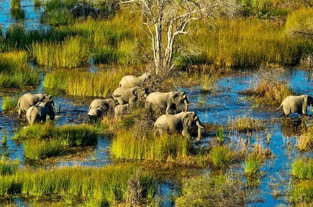 Okavango Delta Safari