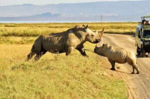 Ol Pejeta Conservancy Kenya