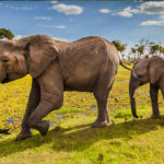 Zimbabwe Adventure Wildlife