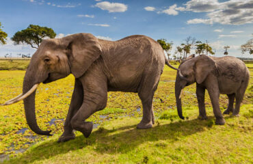 Zimbabwe Adventure Wildlife