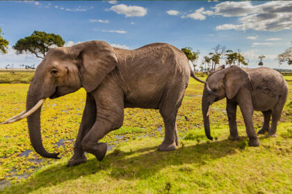 Zimbabwe Adventure Wildlife