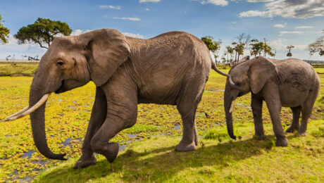 Zimbabwe Adventure Wildlife