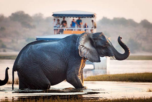 Chobe National Park Botswana