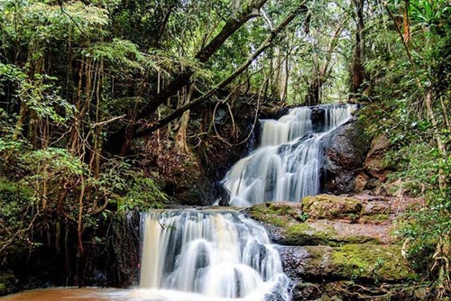 Nature at the Karura Forest 