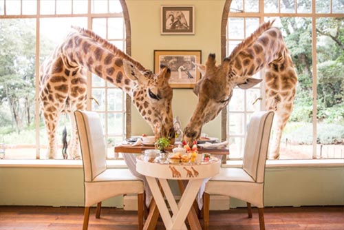 Rothschild giraffes