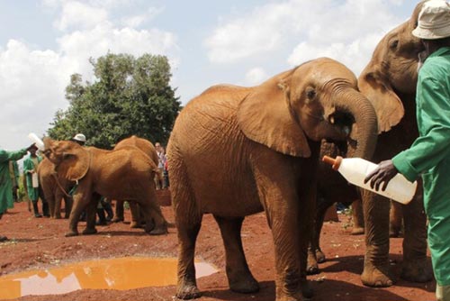 Sheldrick Wildlife Trust