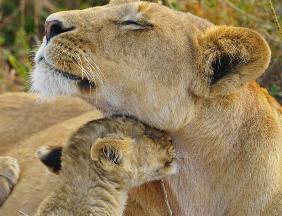 African safari countries comparison map Kenya Tanzania Botswana Namibia Uganda