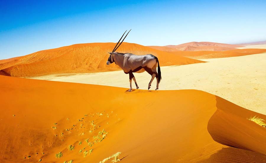 Namibia Etosha National Park desert safari dunes wildlife photography landscape