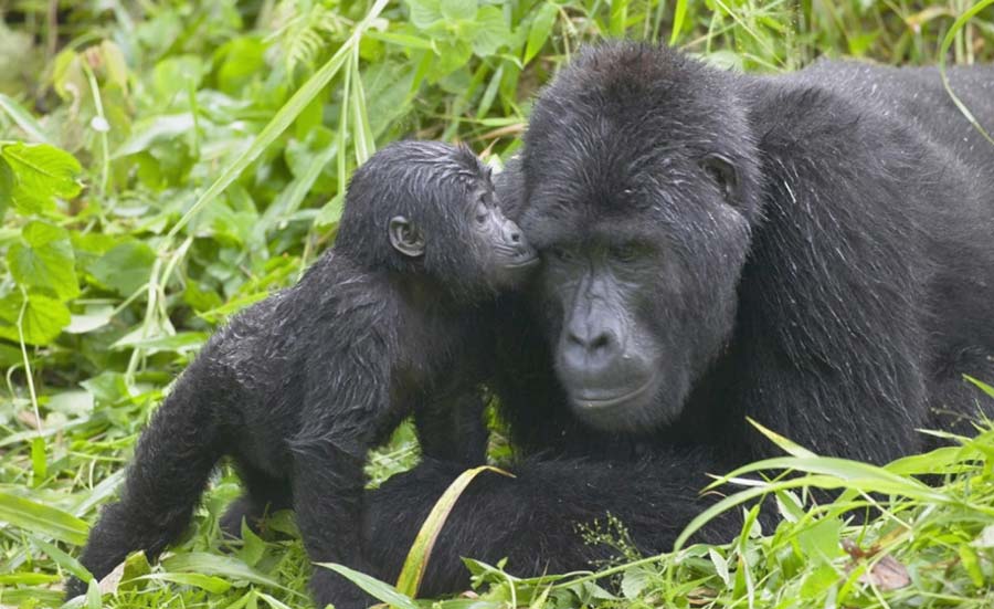 Uganda gorilla trekking Bwindi forest mountain gorilla close encounter safari