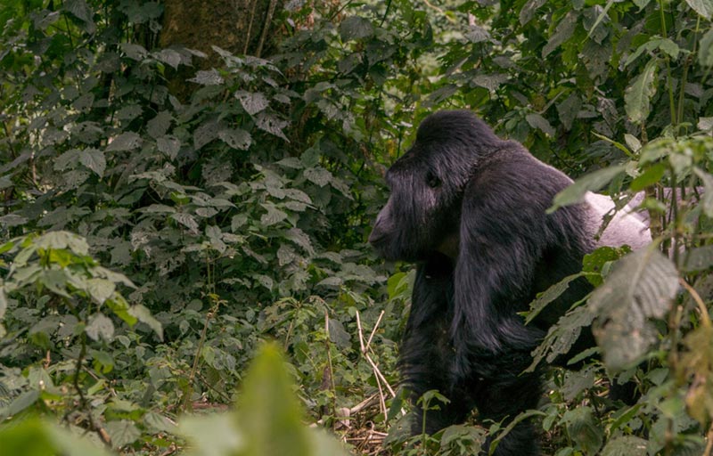 Bwindi Impenetrable Forest