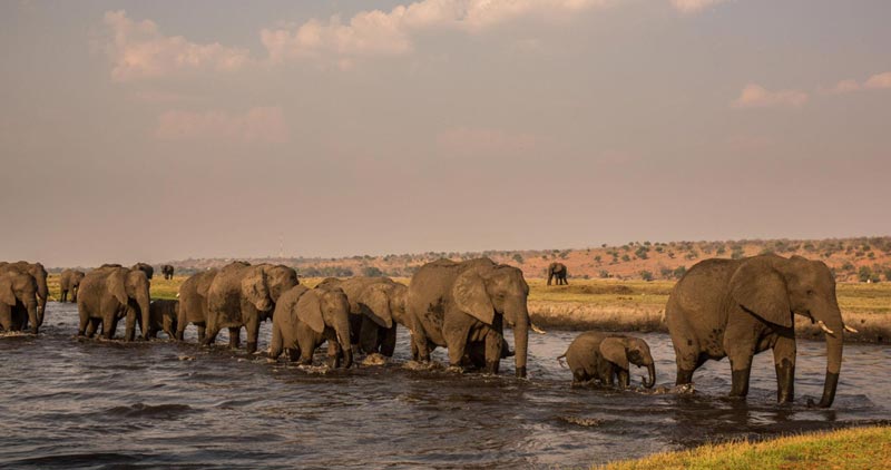 Chobe National Park