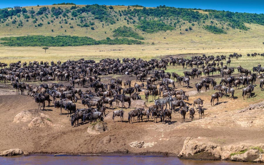 Columns of wildebeest in the Masai Mara