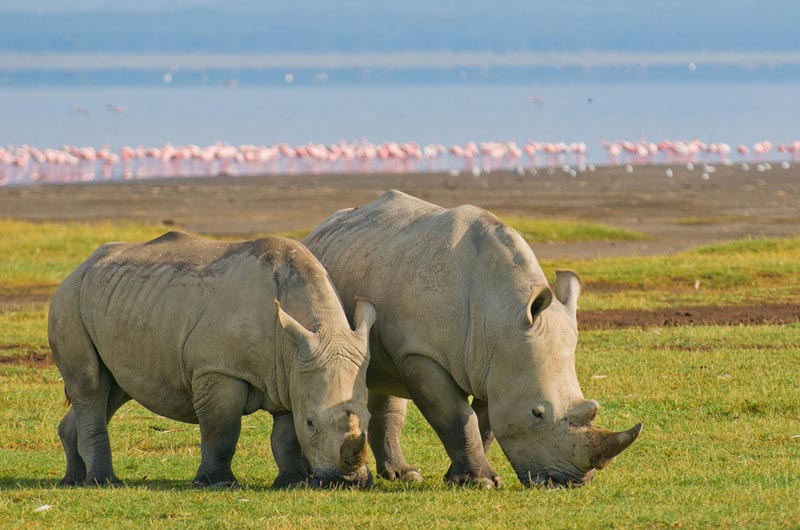 Lake Nakuru National Park