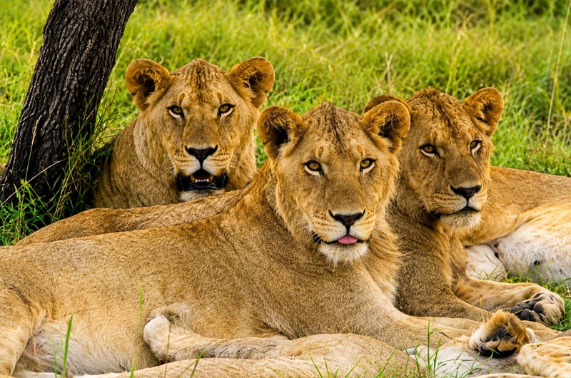 Maasai Mara National Reserve