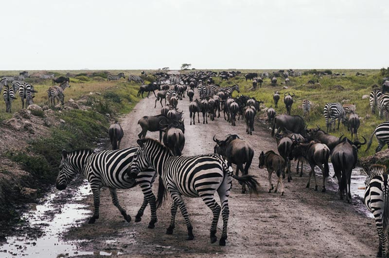 Serengeti National Park
