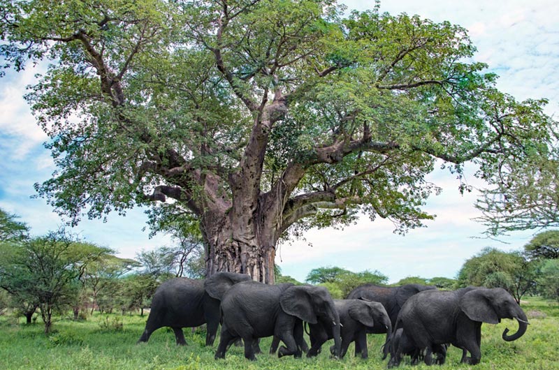 Tarangire National Park