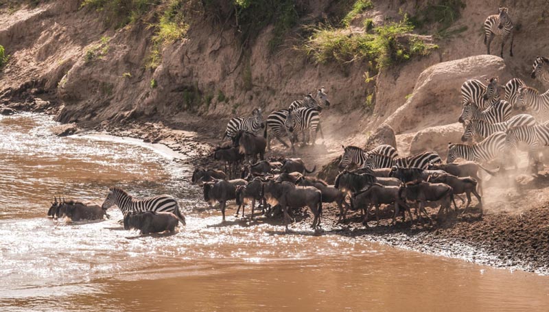 Wildebeest and Zebras across the plains from Tanzania to Kenya