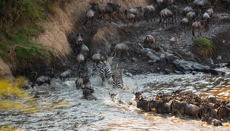 Zebras and Wildebeest migrate side by side